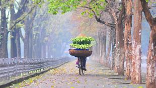 Những chuyến xe hoa loa kèn ẩn hiện trong sương sớm dọc trên những con phố Hà Nội