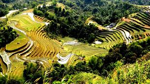 Rộng bậc thang ở Hoàng Su Phì - Hà Giang