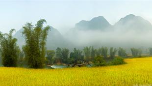 Mùa vàng bên sông Quây Sơn (Trùng Khánh, Cao Bằng).