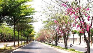 Những con đường Sài Gòn rợp bóng hoa
