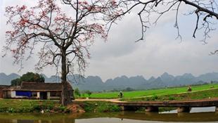Làng quê Việt trong tháng Ba mùa hoa gạo